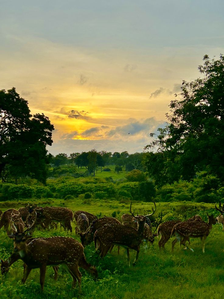 Bandipur National Park tour package